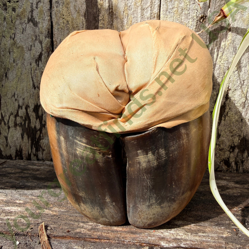 Antique Victorian Bovine Hoof and Silk Pincushion antique pincushion