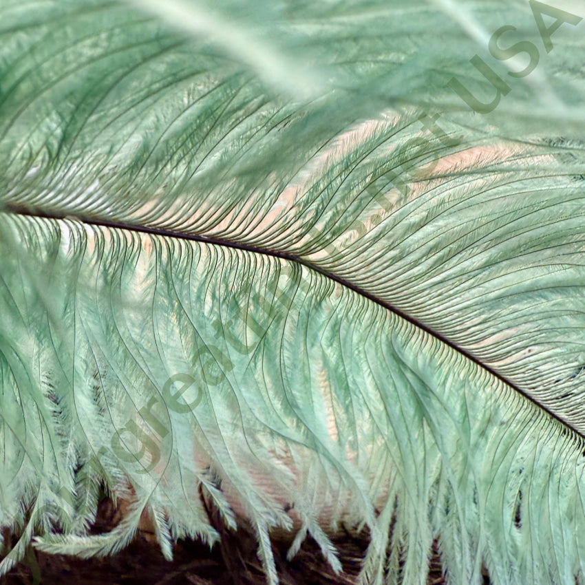 Antique Victorian Seafoam Green Emu Feather Hat Plume