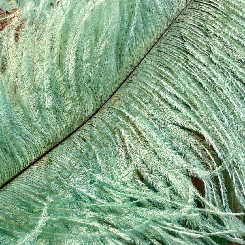 Antique Victorian Seafoam Green Emu Feather Hat Plume