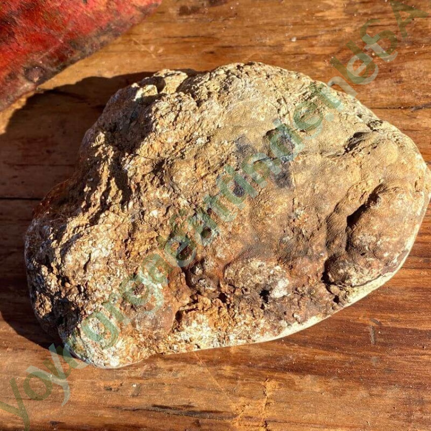 Geode Cut Agate Specimen Yourgreatfinds