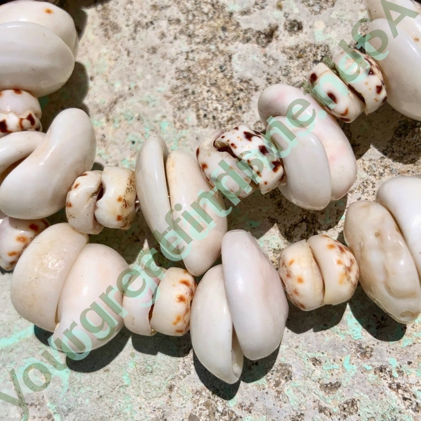 Natural Hawaiian Puka Shell Necklace High Grade 28 Inches Long Yourgreatfinds