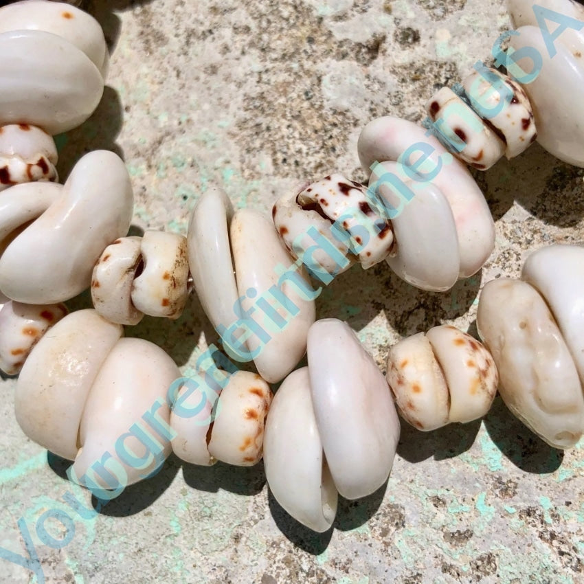 Natural Hawaiian Puka Shell Necklace High Grade 28 Inches Long Yourgreatfinds
