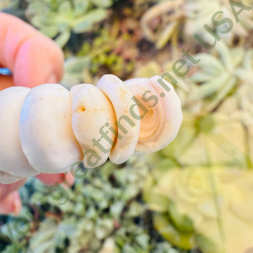 Natural High Grade Hawaiian Puka Shell Necklace 17.75” L necklace