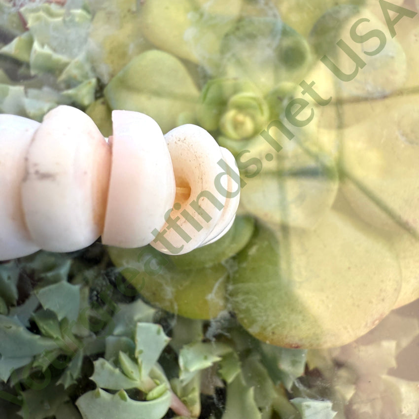 Natural High Grade Hawaiian Puka Shell Necklace 17.75” L necklace