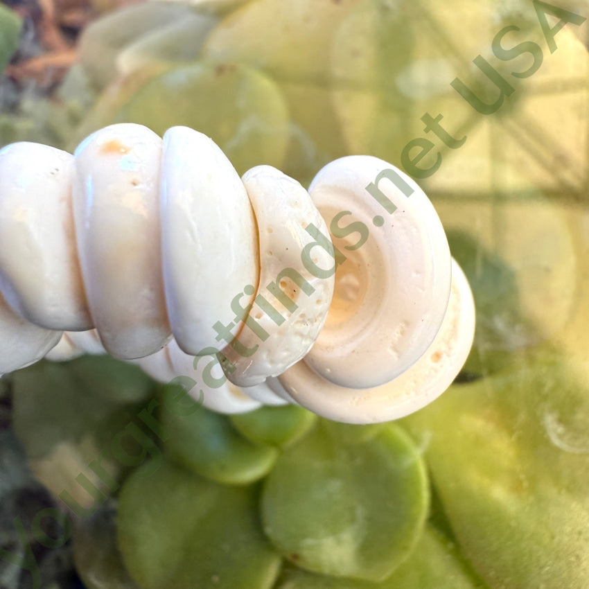 Natural High Grade Hawaiian Puka Shell Necklace 19.75” L necklace