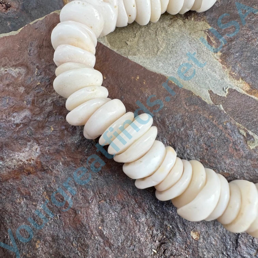 Natural Large Hawaiian Puka Shell Choker Necklace Necklace