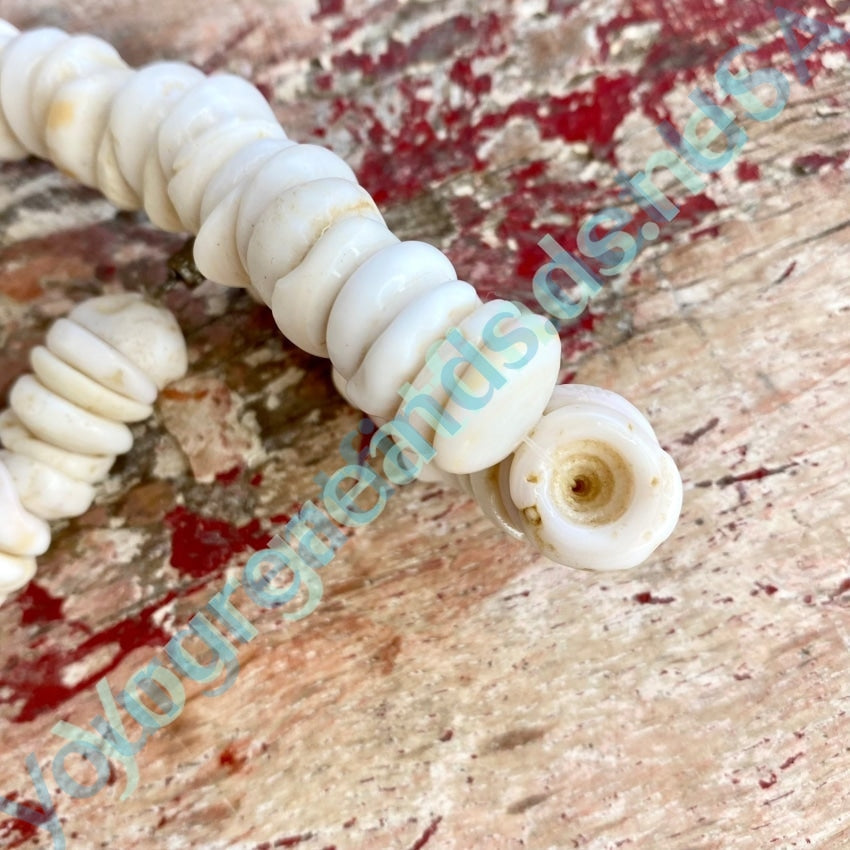 Natural  Large Hawaiian Puka Shell Choker Necklace Yourgreatfinds