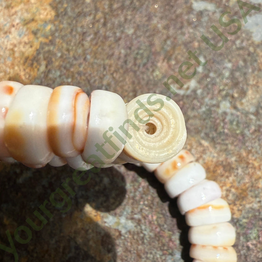 Vintage Cone Shell Necklace necklace