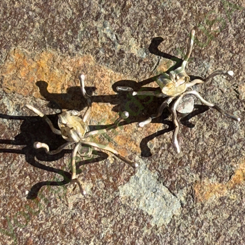 Vintage Navajo Sterling Silver & Turquoise Spider Pierced Earrings Earrings