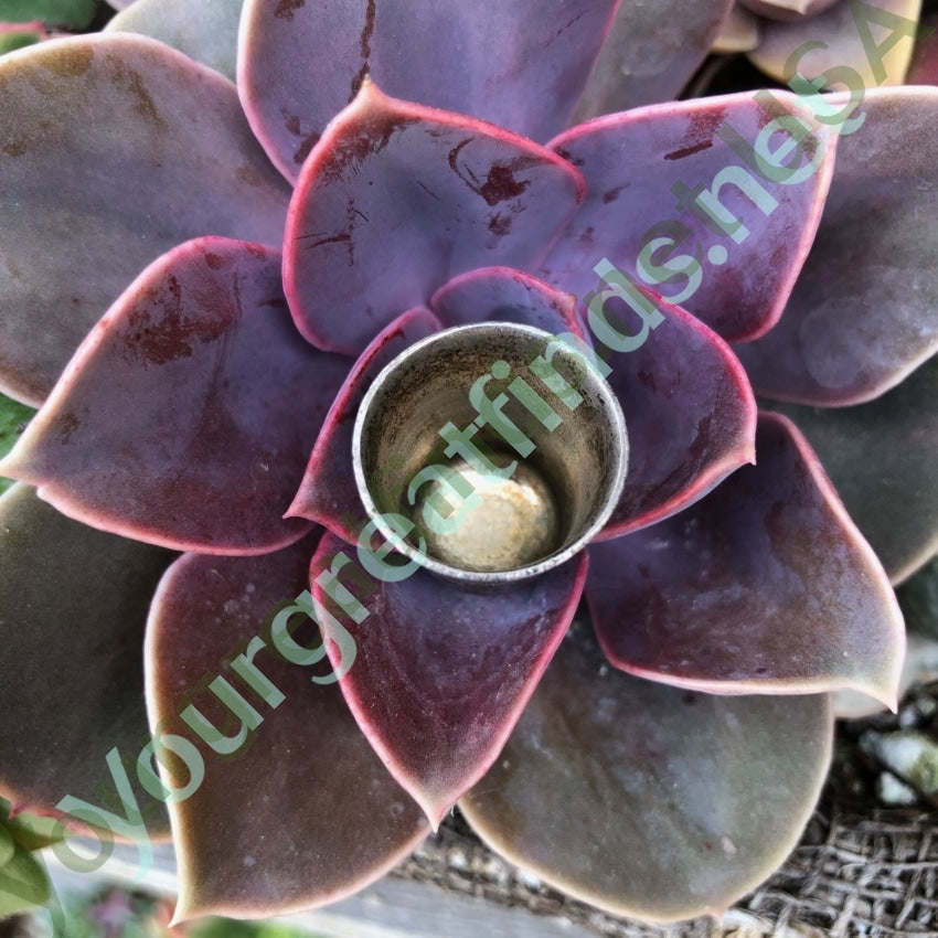 Vintage Sterling Silver Sewing Thimble with Enamel Plaque Yourgreatfinds