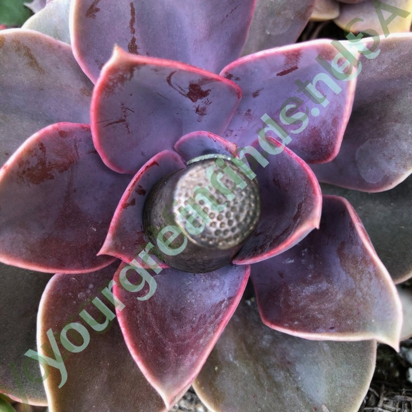 Vintage Sterling Silver Sewing Thimble with Enamel Plaque Yourgreatfinds